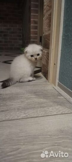 Котятки шотландцы