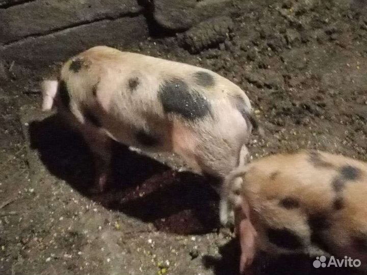 Поросята