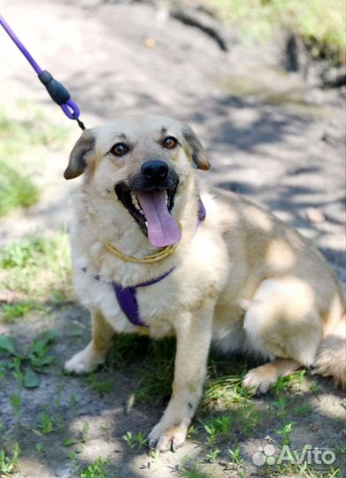 Собака улыбка нежная девочка