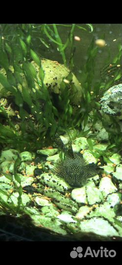 Аквариум с рыбками