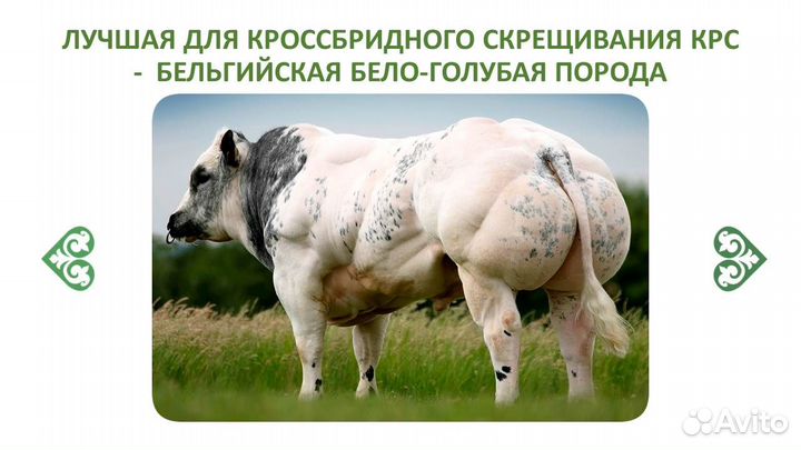 Семя мясной бельгийской бело-голубой породы