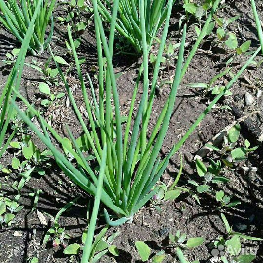 Лук семейный шалот и кундымкарский