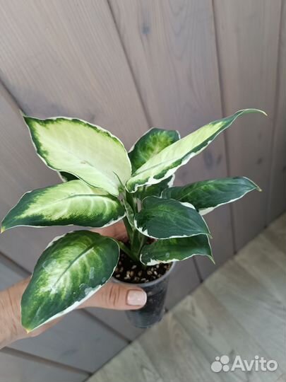 Диффебахия