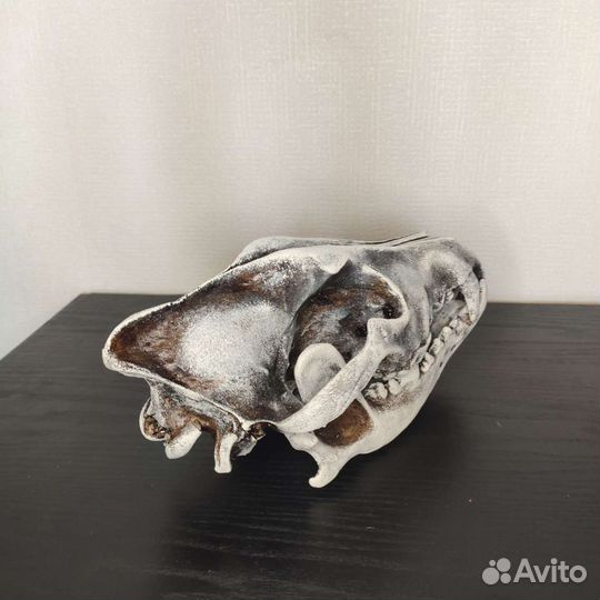 Череп волка, реплика