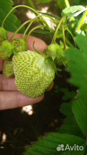 Черносливовый крыжовник, клубника