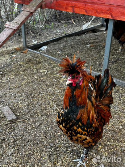 Молодые петухи