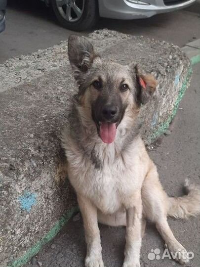 Щенок мальчик