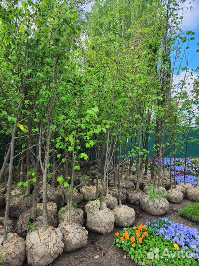 Липа мелколистная