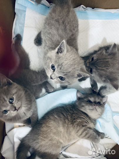 Британская