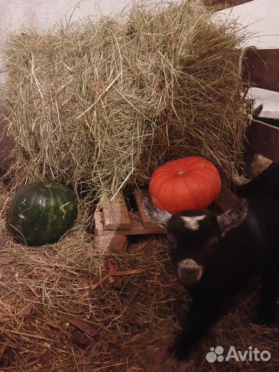 Камерунские козочки