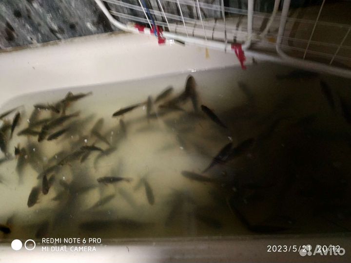 Живец карась