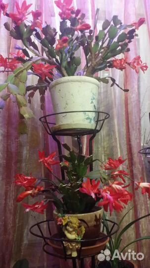 Декабрист и пасхальник. Обменяю