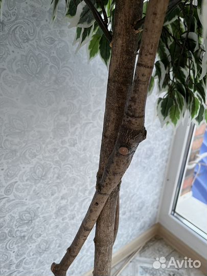 Фикус бенджамина искусственный