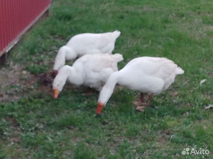 Инкубационное яйцо гусиное