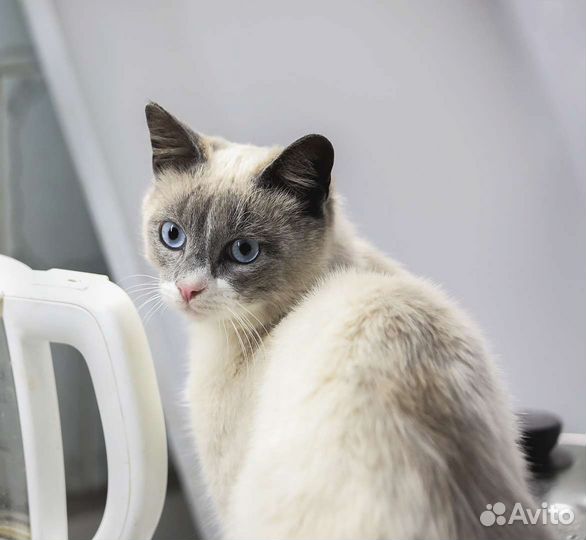 Котик в добрые руки