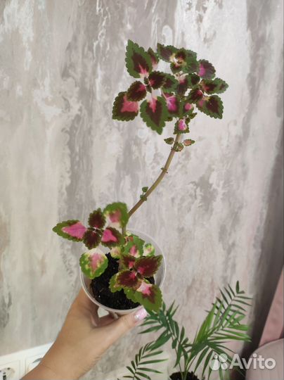 Колеус.Хамедорея.Детки.Комнатные растения и цветы