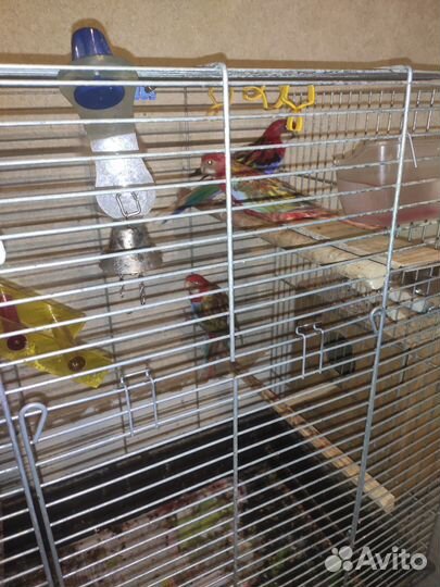 Попугай розелла