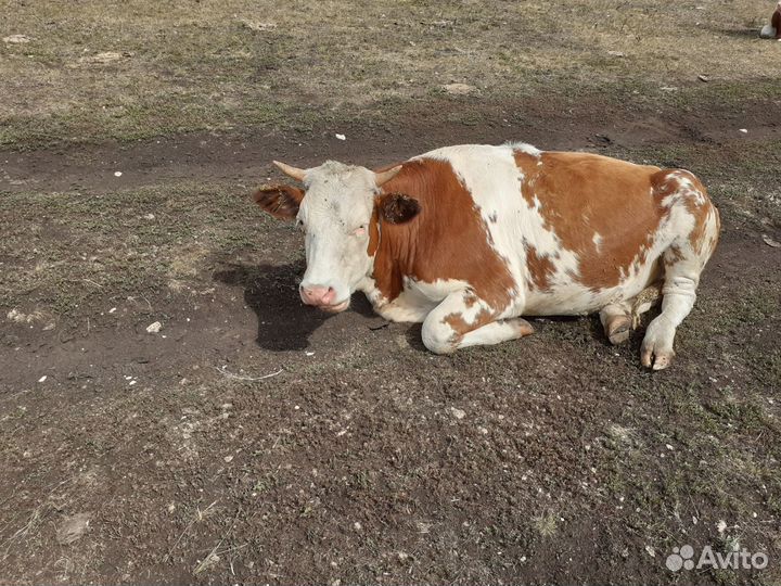 Корова,телки,телята