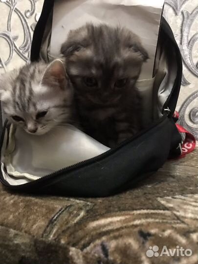 Шотландские котята