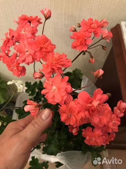 Пеларгония герань сортовая