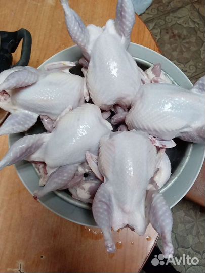 Перепел:.птенцы