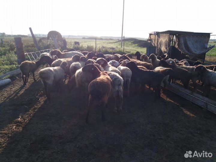 Овцы бараны
