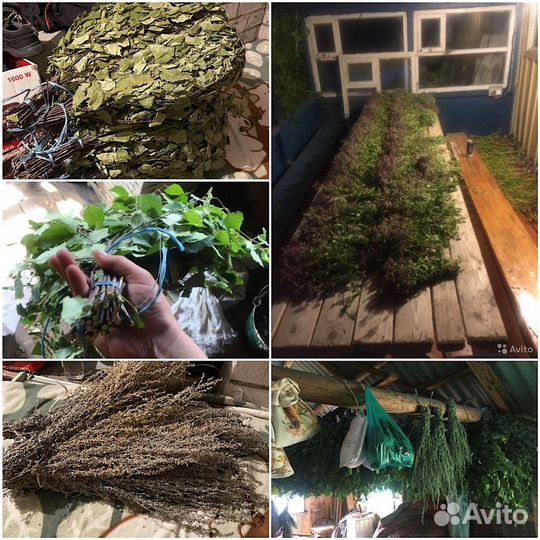 Полынь,душица, мята,зверобой