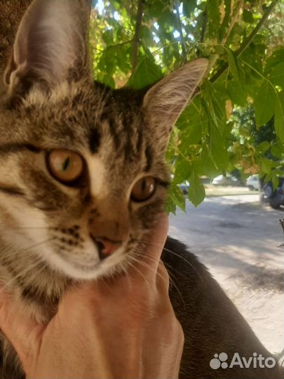 Котик в добрые руки