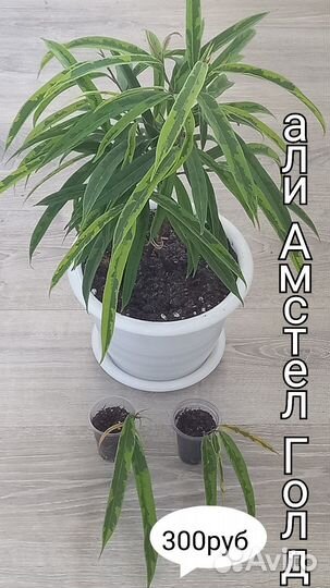 Сортовые фикусы