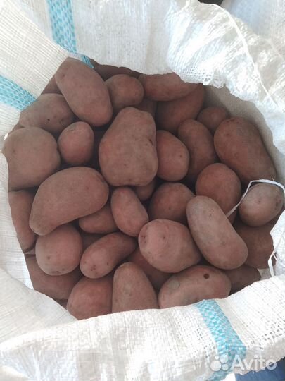 Продам домашний картофель