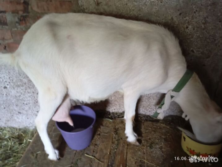 Козы, зааненская порода, высокоудойные