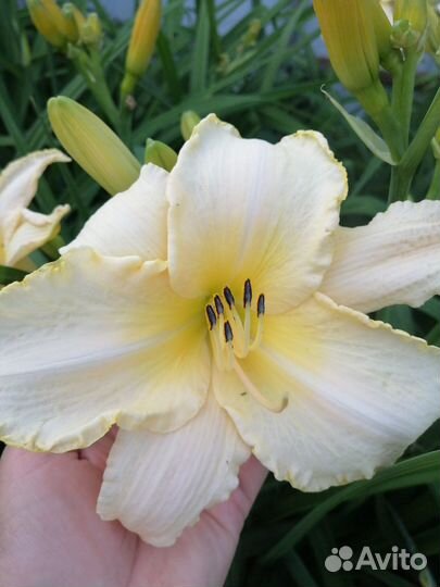 Лилейник сортовой