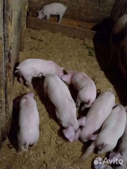 Поросенок ландрас