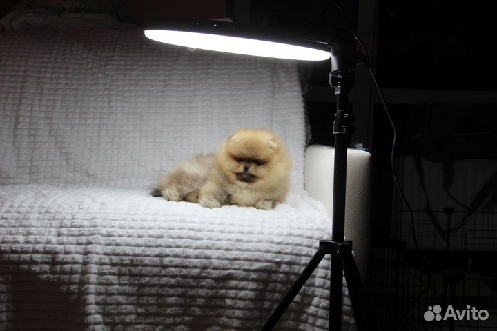 Шпиц Мишка померанец Мальчик РКФ