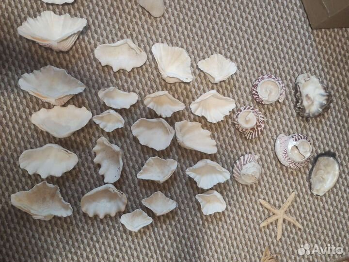 Кораллы для Марии