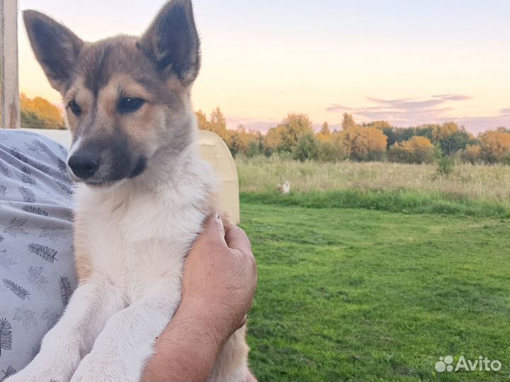 Щенки лайки