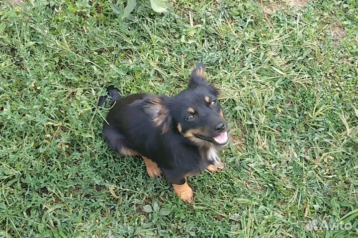 Щенок в добрые руки бесплатно