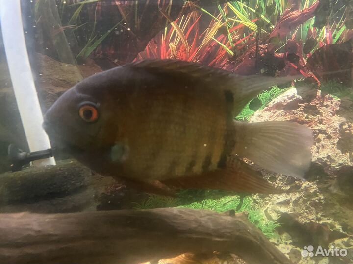 Ложный дискус, северум