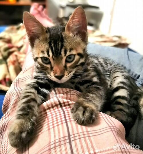 Бенгальские котята