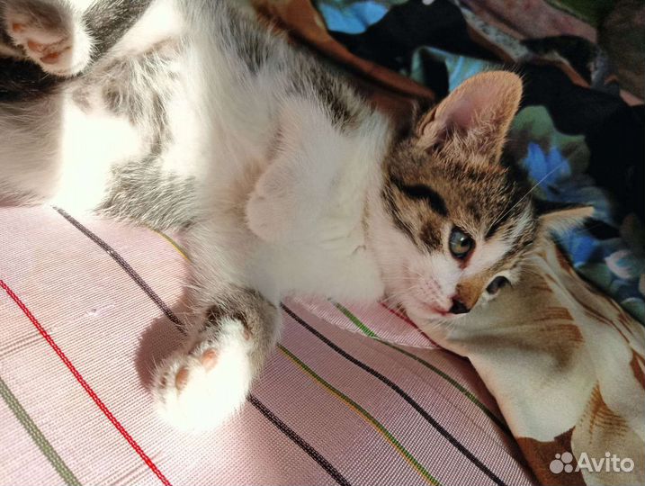 Котенок девочка трехцветная