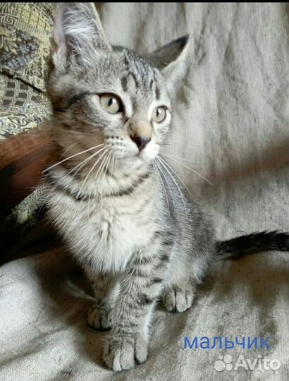 Ласковые котята в добрые руки