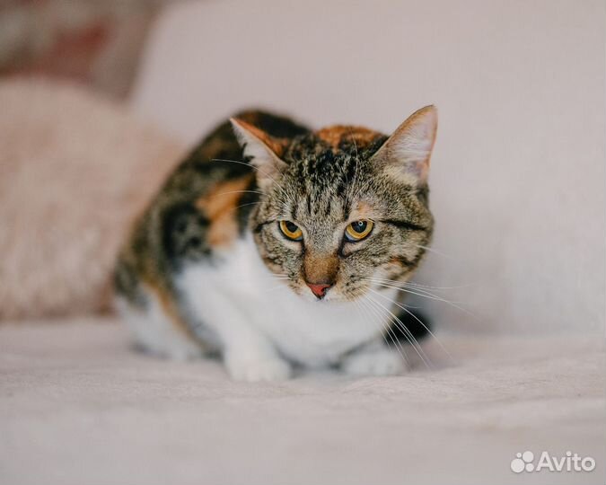 Кошки в добрые руки