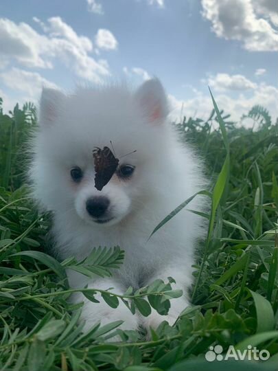 Щенки шпица