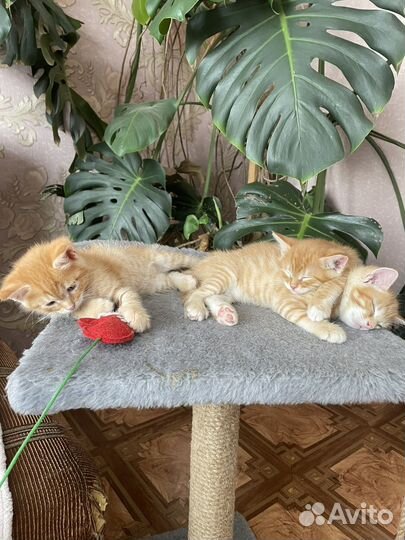 Котята в добрые руки даром