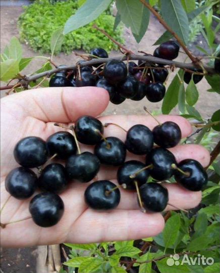 Саженцы Вишни бессея(песчаная)