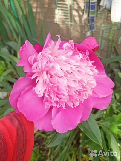 Саженцы пионов