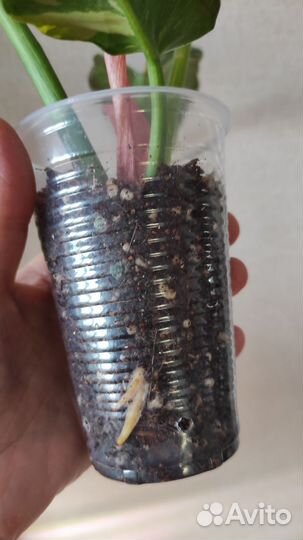 Фиодендрон Ринг оф Файер