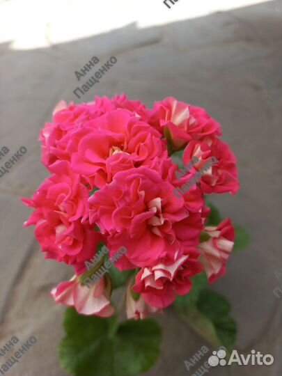 Срезы коллекционная пеларгония