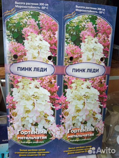 Гортензия метельчатая Фантом, Сильвер доллар