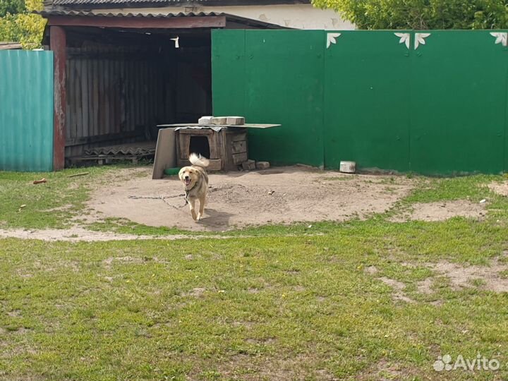 Собака в добрые руки бесплатно